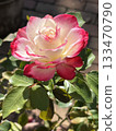 美麗的玫瑰，花瓣有白色和粉紅色兩種顏色。 133470790