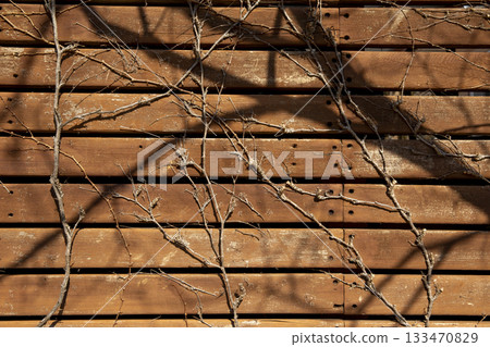 ivy growing on a wooden wall 133470829