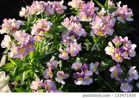 Cute little flower Nemesia cotton Cute little flower Nemesia cotton 133471910