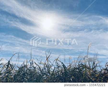 Susuki and autumn sky 133472221