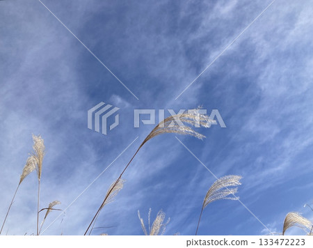 Susuki swaying in the wind 133472223