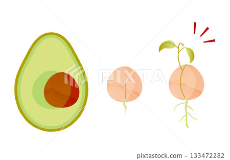 酪梨種子發芽示意圖 133472282