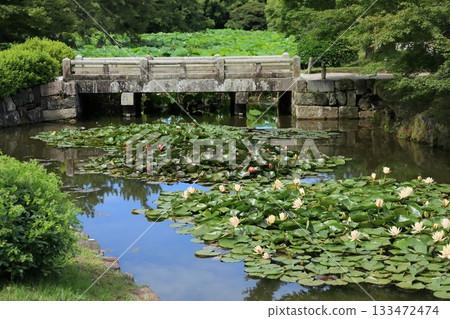 Ritsurin Park with plum blossoms (early June, water lily) Ritsurin Park with plum blossoms (early June, water lily) 133472474