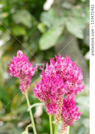 Beautiful Celosia argentea or Pink Celosia flowers in the garden Beautiful Celosia argentea or Pink Celosia flowers in the garden 133472482