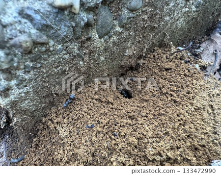 Ant nest in dead leaves Ant nest in dead leaves 133472990