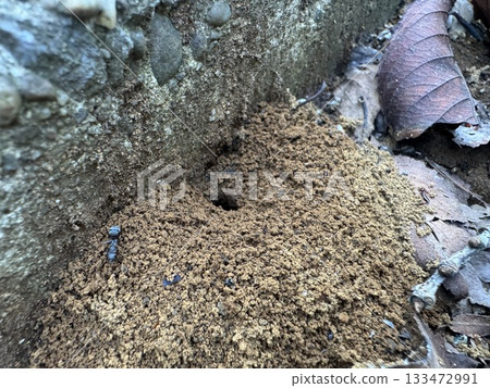 Ant nest in dead leaves 133472991
