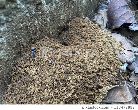 Ant nest in dead leaves Ant nest in dead leaves 133472992