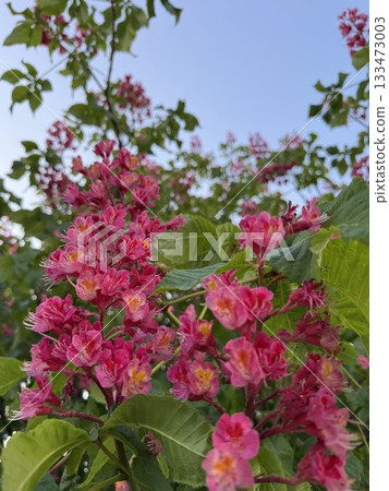 紅花花 133473003