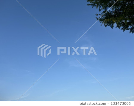 藍天和樹木/天空 133473005
