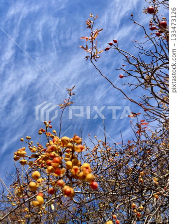 Early winter laurel, rose hips and blue sky Early winter laurel, rose hips and blue sky 133473126