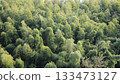 Panoramic view of bamboo forest 133473127