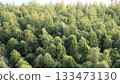 Panoramic view of bamboo forest 133473130