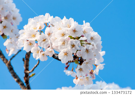 Sakura that shines in the blue sky 133473172