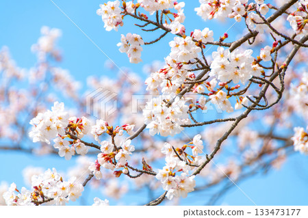 Sakura that shines in the blue sky Sakura that shines in the blue sky 133473177