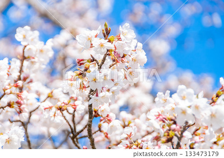 Sakura that shines in the blue sky Sakura that shines in the blue sky 133473179