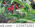 A manryo tree with red berries 133473261