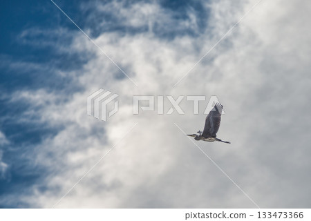 Heron flies in the sky Heron flies in the sky 133473366