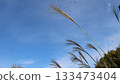 Japanese pampas grass swaying in the blue sky 133473404