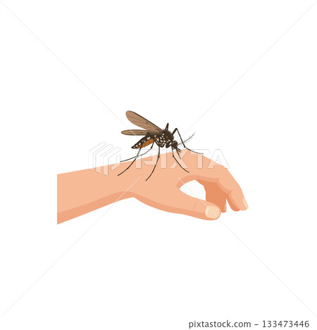 Mosquito poised for biting skin on human arm illustrating disease transmission and public health 133473446