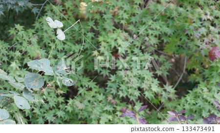 Photograph of a leaf 133473491