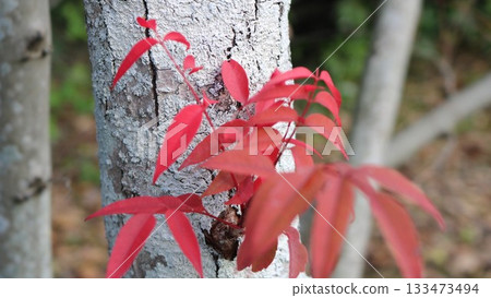 Autumn leaves Autumn leaves 133473494