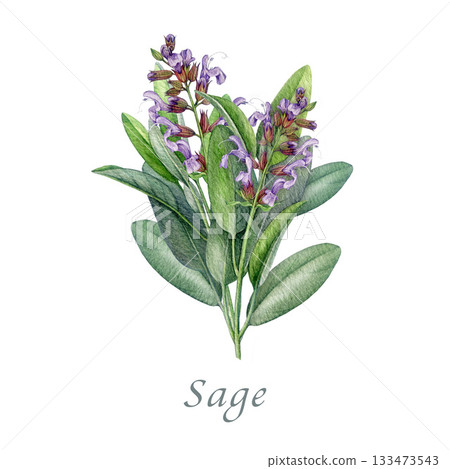 Sage herb with flowers watercolor illustration. Hand drawn salvia officinalis plant. Realistic botanical sage organic herb element. Fresh salvia blooming stem with green leaves on white background Sage herb with flowers watercolor illustration. Hand drawn salvia officinalis plant. Realistic botanical sage organic herb element. Fresh salvia blooming stem with green leaves on white background 133473543