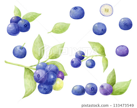 Watercolor hand-drawn style blueberry fruit and branch leaf illustration set 133473549