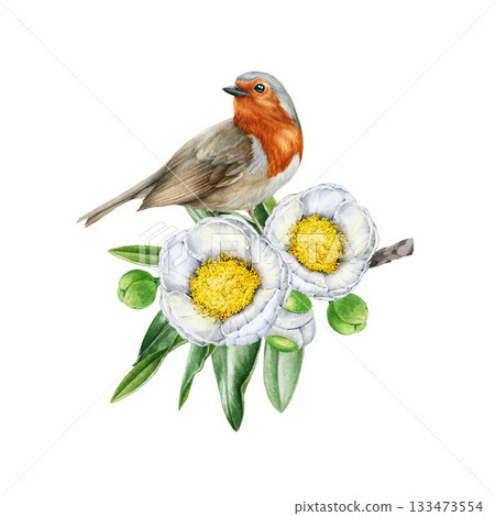 Robin bird on blooming white camellia tree branch. Hand drawn vintage style watercolor nature illustration. Small garden bird on camellia twig on white background Robin bird on blooming white camellia tree branch. Hand drawn vintage style watercolor nature illustration. Small garden bird on camellia twig on white background 133473554