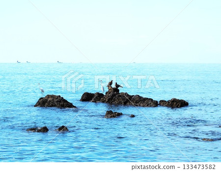 Kanagawa Prefecture, Herons and Black Kites Coexisting on Rocky Ground, October 133473582