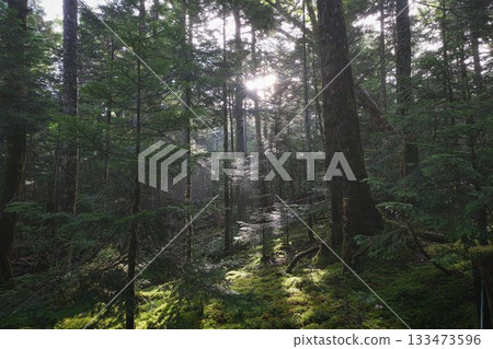 Deep in the forest 133473596