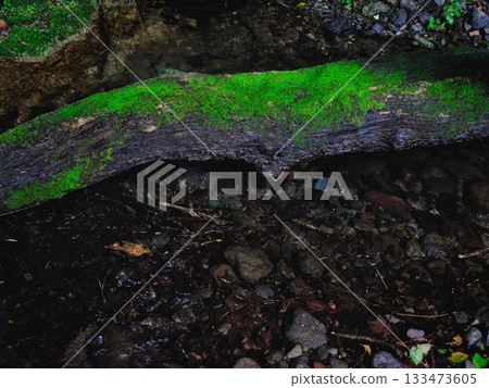 樹根上長出的苔蘚 133473605