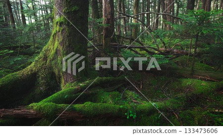 森林長滿青苔 133473606