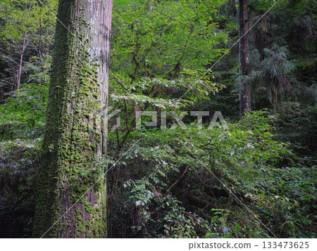 神秘的森林 133473625