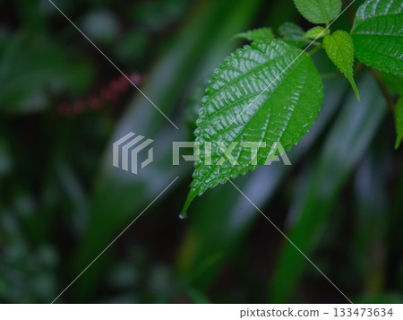 Leaves wet with rain 133473634