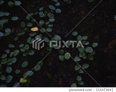 葉子圖案 133473641