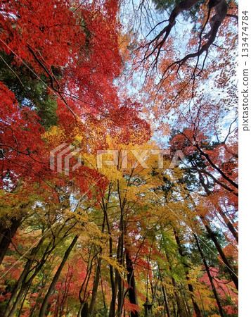 Looking up at the autumn leaves at the Nakano Memorial Hall in Akiha Ward, Niigata City Looking up at the autumn leaves at the Nakano Memorial Hall in Akiha Ward, Niigata City 133474784