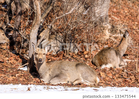 A female Hokkaido deer basking in the sun in Tomakomai, Hokkaido [February] 133475544