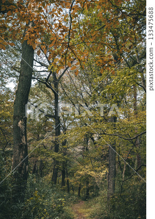 Late autumn woodland scenery at Musashino Hills National Park in November Late autumn woodland scenery at Musashino Hills National Park in November 133475688
