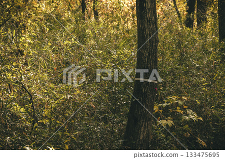 Late autumn woodland scenery at Musashino Hills National Park in November Late autumn woodland scenery at Musashino Hills National Park in November 133475695