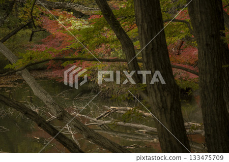 十一月武藏野之丘國家公園的深秋林地景色 133475709