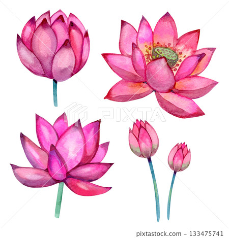 Watercolor pink lotus flowers set painted by hand. Bright floral collection for prints, decor, packaging, invitations and botanical designs. Soft petals, natural shades and elegant composition. 133475741