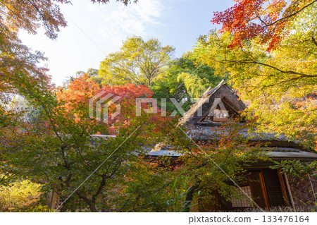 京都的秋天、寶嚴院、紫室庭園、武榮庵 京都的秋天、寶嚴院、紫室庭園、武榮庵 133476164