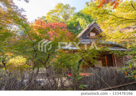 京都的秋天、寶嚴院、紫室庭園、武榮庵 133476166