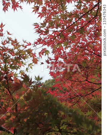 從下方仰望圓覺寺院內的楓樹 133476343