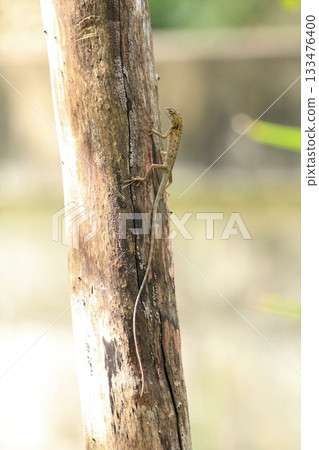 Lizard on the tree in the forest, Thailand, Southeast Asia 133476400