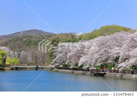 [Okayama Prefecture] Cherry blossom tunnel at Sakatsu Park on a clear day 133476463