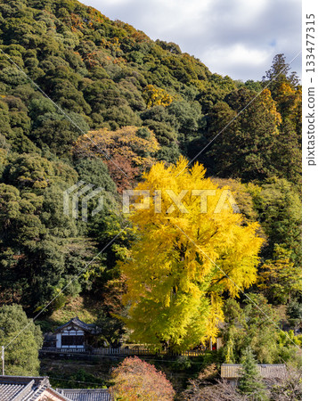 初瀨的銀杏 133477315