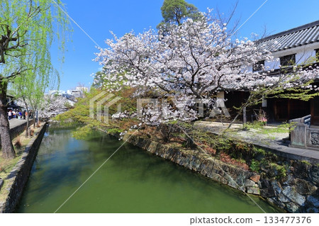 【岡山縣】櫻花盛開的倉敷美觀地區 133477376