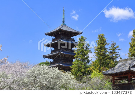 【岡山縣】櫻花盛開與備中國分寺（吉備路）五重塔 133477378
