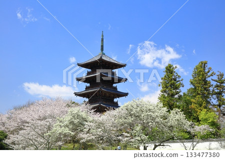 [Okayama Prefecture] Cherry blossoms in full bloom and the five-story pagoda of Bitchukokubunji Temple (Kibiji) 133477380